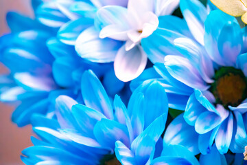 Blue daisy flowers, water drops, macro background