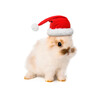 © Pixel-Shot - Cute fluffy bunny in Santa hat isolated on white