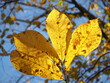 closeup of sunlit hickory fall foliage