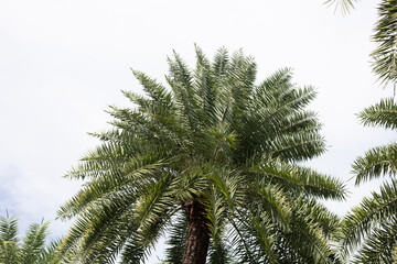 Canvas Print - Date palm with blue sky