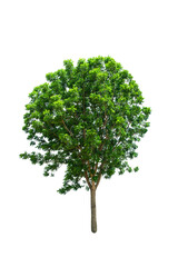 Wall Mural - Isolated Tree on transparent background ,Suitable for use in landscape design, Tree from thailand, Asia