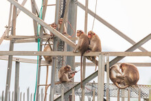 Bonnet Macaque Living On Cell Tower - Macaca Radiata