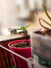 Marigold In Small Pot - Balcony Gardening - DIY Gardening - Urban Gardening