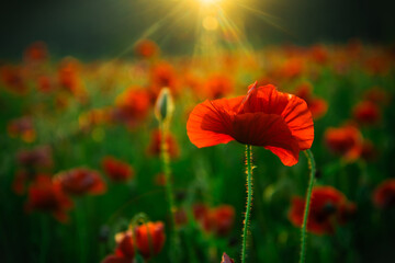 Poppy flower. Anzac day banner. Anzac background. Poppy field, Remembrance day, Memorial in New Zealand, Australia, Canada and Great Britain. Red poppies.