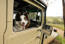 Border Collie Dog In Drivers Seat Of A Four Wheel Drive