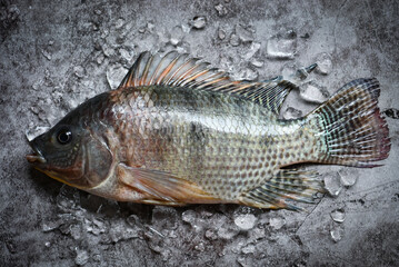 Wall Mural - Fresh raw tilapia fish from the tilapia farm, Tilapia with ice on dark background - top view