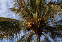 Coconuts In Coconut Palm On A Sunny Day