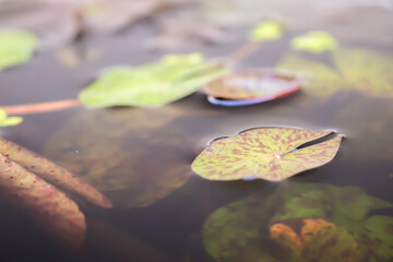 Wall Mural - lotus leaves close up in the pond