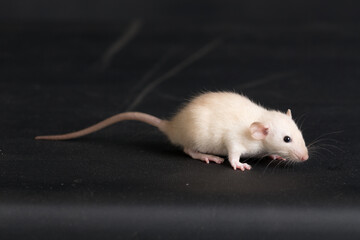 Wall Mural - white baby rat on a black background