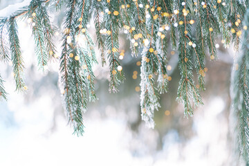 Wall Mural - snowy branches of christmas trees with lights from garlands under the sun.