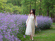 Beautiful woman in white dress walking in purple Verbena Bonariensis flower field, charming Chinese girl with black long hair enjoy her leisure time outdoor.