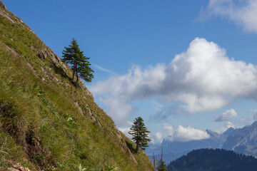 a steep slope with two trees on it