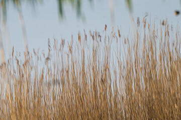 Naklejka na meble reflection of reeds in water