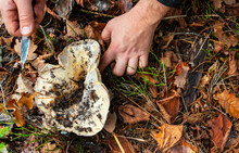 A Large White Mushroom Grew Under A Spruce In The Autumn Forest