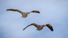 Two Greylag Geese Flying 