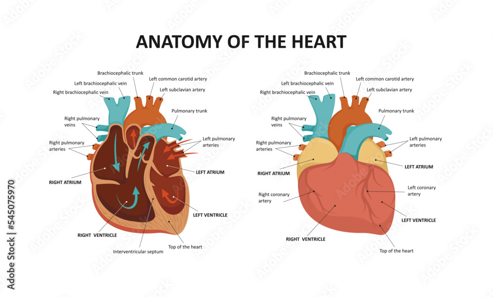 Human heart anatomy. Vector illustration Stock Vector | Adobe Stock