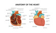 Human heart anatomy. Vector illustration