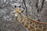 Fototapeta Sawanna - Girafe