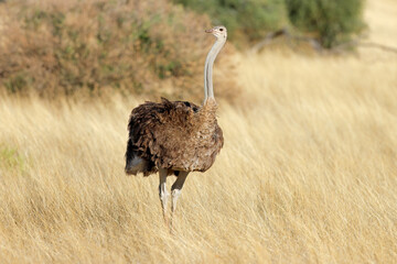 Poster - Female ostrich (Struthio camelus) in dry grassland, Kalahari desert, South Africa.