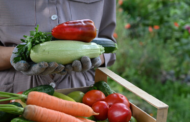 Wall Mural - Basket with vegetables (carrots, cucumbers, peppers, apples, squash, parsley) in your hands.