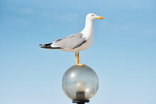 Low Angle View Of Seagull Standing On A Light Pole