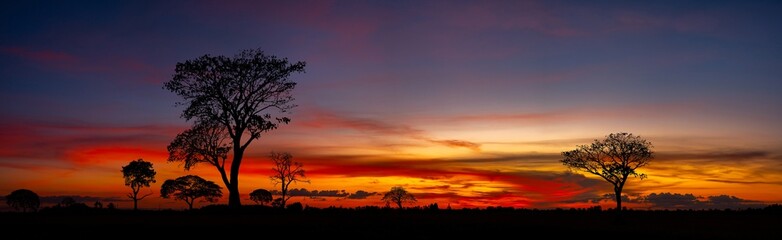 Wall Mural - panorama silhouette tree in africa with sunset.tree silhouetted against a setting sun.dark tree on o