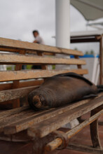 Sleeping Sea Lion On The Bench In Galapagos