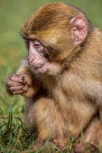 Barbary Macaque Close Up