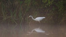 Slow Motion Of Great White Egret Catching And Swallowing A Tantalizing Fish In Lake On Foggy Overcast Day