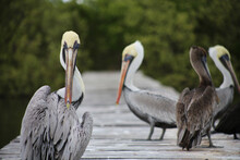 Pelicans Rest On A Dock At Rio Lagartos, Yucatan.