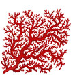 Illustration of a coral branch on a isolated background