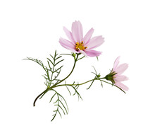 Pink Cosmos Flowers, Bud And Leaves Isolated On White Or Transparent Background