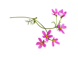 Wall Mural - pink cosmos flowers in a floral arrangement isolated on white or transparent background