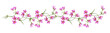 Pink cosmos flowers in a floral garland isolated on white or transparent background