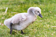 Close-up Of A Baby Cygnet Swan On The Grassy Lake Shore During Sunset