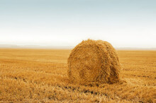 Field After Harvest, Big Round Bales Of Straw. Stack The Golden Straw Lying On An Agricultural Field