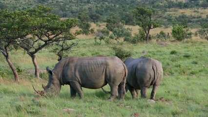 Wall Mural - A pair of endangered white rhinoceros (Ceratotherium simum) feeding in natural habitat, South Africa