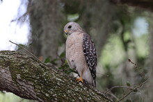   Red-shouldered Hawk  Arthur R. Marshall Loxahatchee National Wildlife Refuge Florida