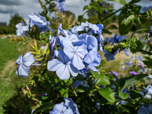 Close-up Shot Of The Cape Leadwort, Blue Plumbago Or Cape Plumbago (Plumbago Auriculata) Flowering With Pale Blue Flowers With Five Petals  Arranged In A Corymb And Raceme Inflorescence