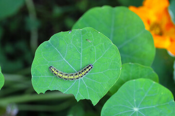 Wall Mural - Caterpillar of cabbage white butterfly, Pieris brassicae, on a leaf of nasturtium.