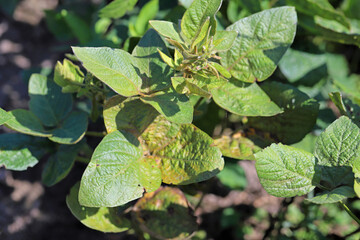 Wall Mural - Soybean plants damaged by Red Spider Mite (Tetranychus urticae).