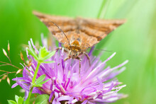 Macro Close-up Of Moth On Purple Flower 