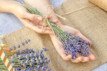 Bouquet Of Fresh Lavender In Female Hands, Selective Focus. Fresh Lavender Flowers.