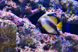 Fototapeta Do akwarium - 珊瑚の海
