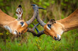 Impala in the wild sparring
