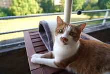 Eine Rot-weiße Katze Liegt Auf Einem Tisch Auf Einem Gesicherten Balkon