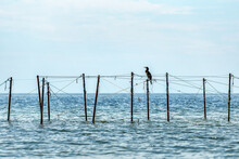 Sea With Fishing Nets And Cormorants Sitting On Them