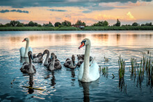 Swans Family Swims In The Water On Sunrise Or Sunset Time