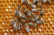 honey bees on honeycombs closeup view