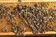 A swarm of honey bees on honeycombs